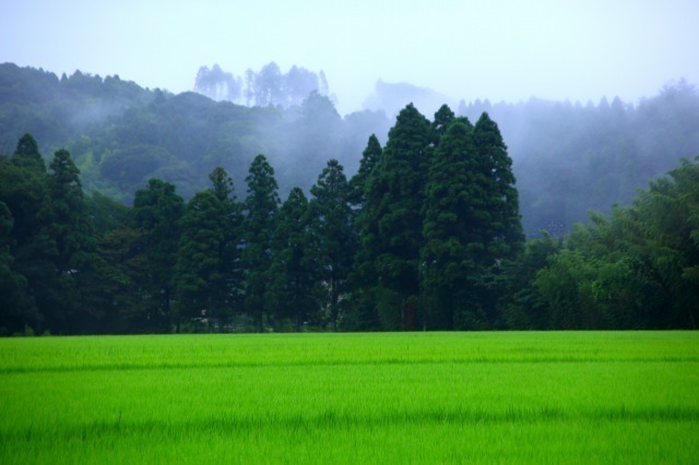 夏の田園２－１.jpg