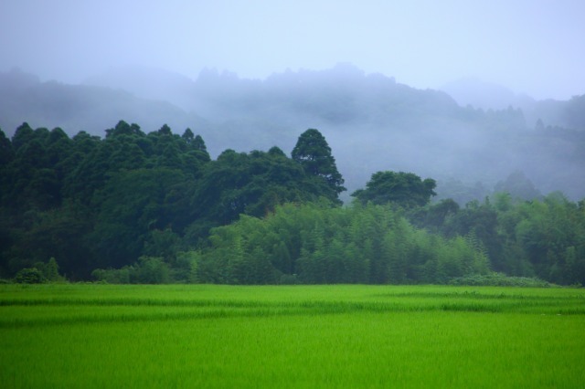 夏の田園３－１.jpg