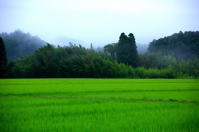 夏の田園４－１.jpg