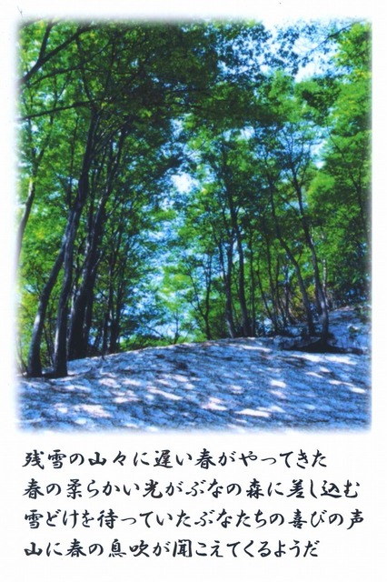 残雪のぶなの森.jpg