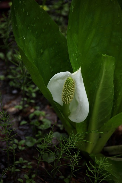 水芭蕉３.jpg