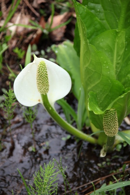 水芭蕉８.jpg