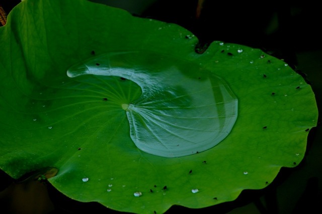 葉の水滴模様２.jpg